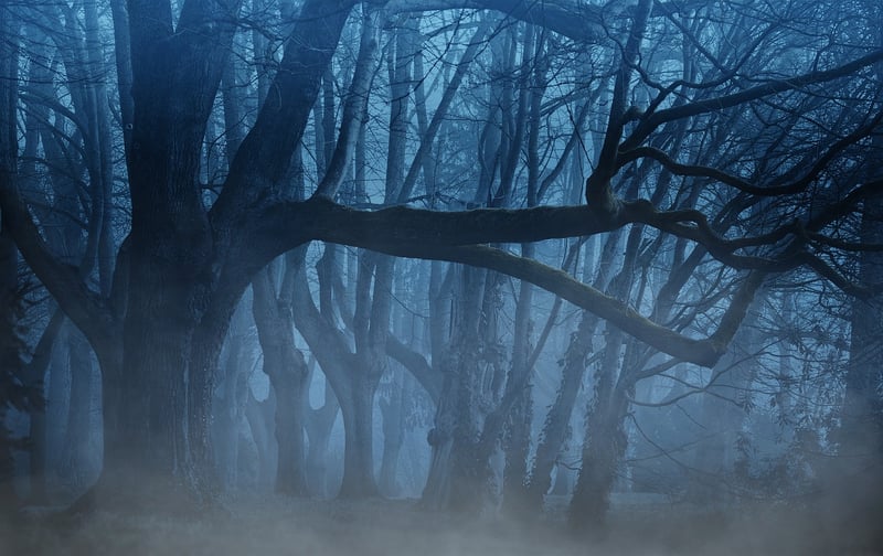 Forest Mystery